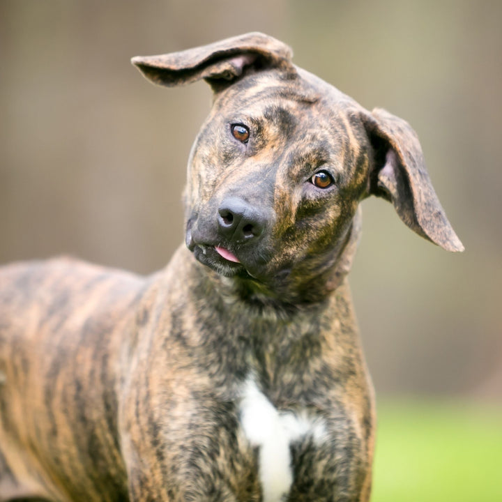 What Are You Training Webinar