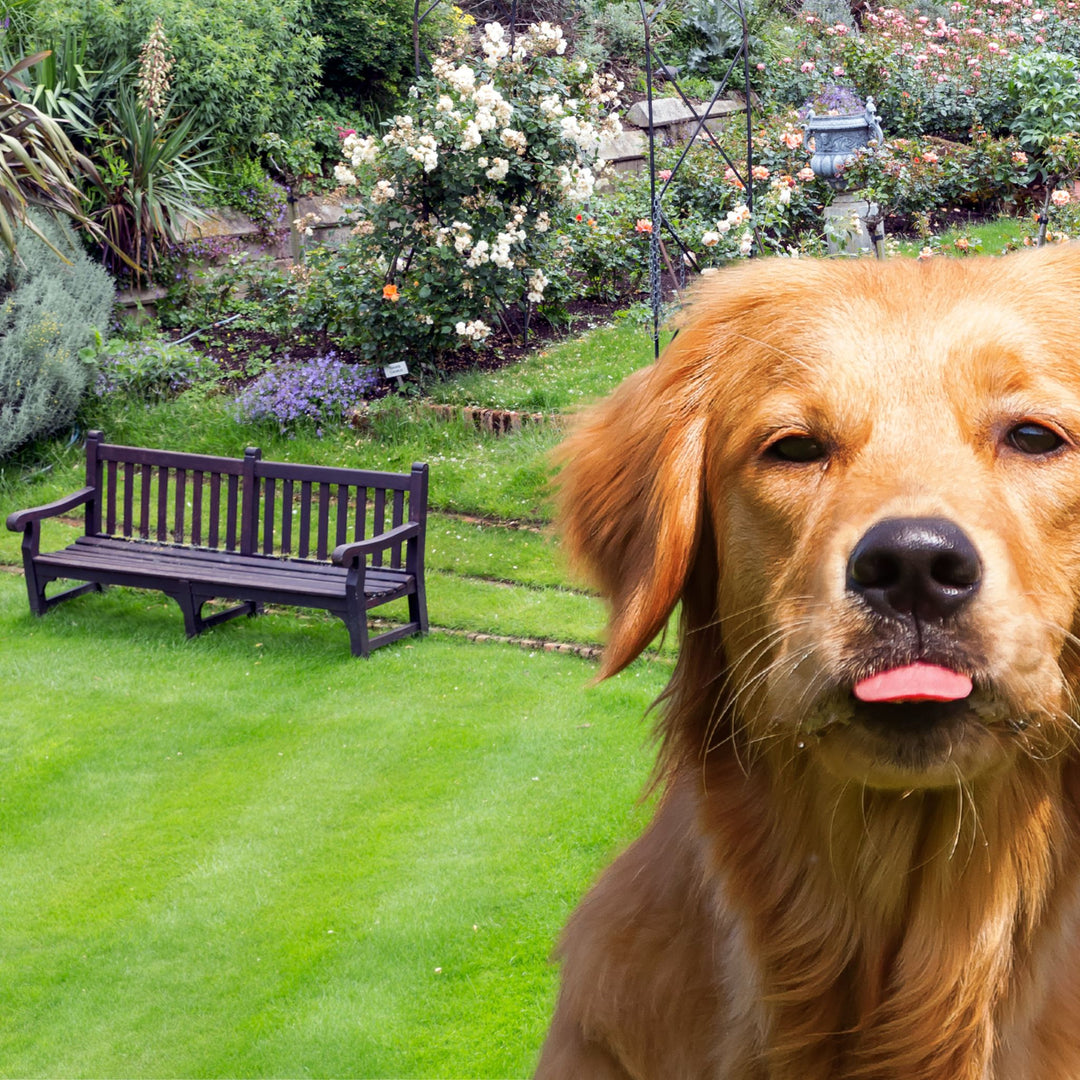 What's the Issue: Exteriors Webinar