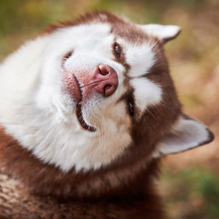 Why Stress is Good Webinar