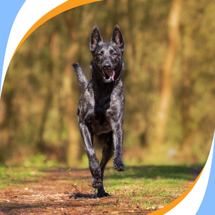 You Can Do It Pup: Building Endurance and Stamina Webinar