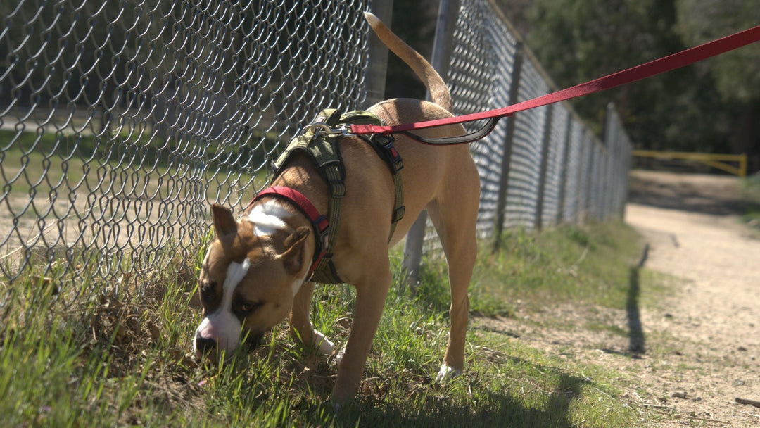 Breaking Down "The Search"