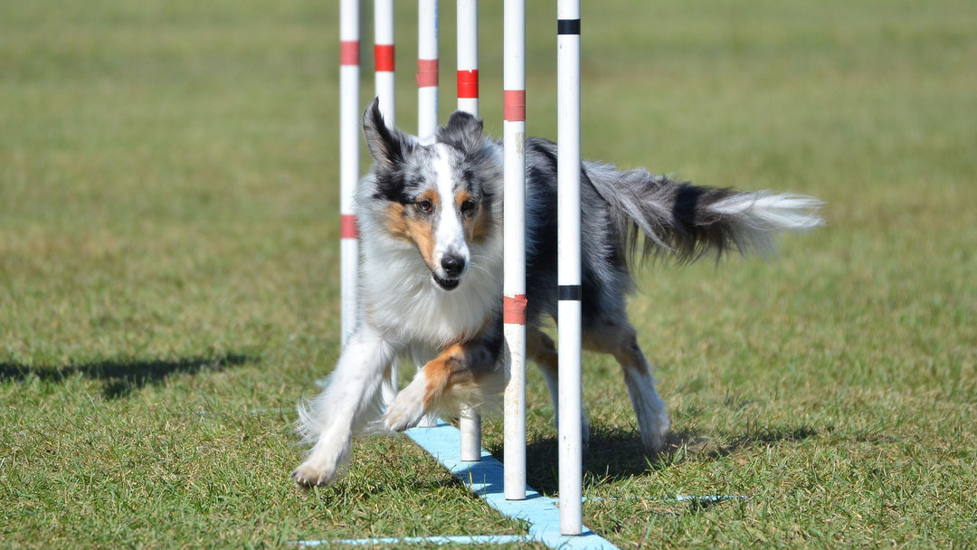 Choosing a Dog Sport: Which Sport and When