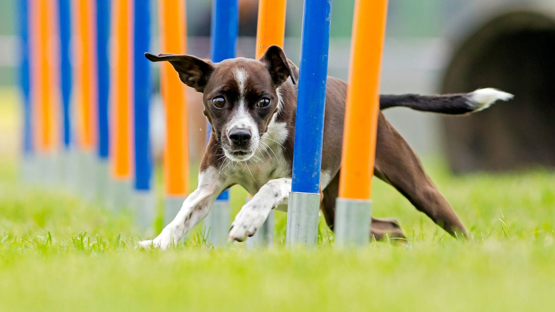 Choosing a Dog Sport: Which Sport and When