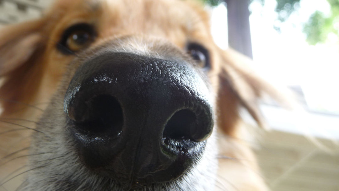 Diversify Your Dog’s Sniffer
