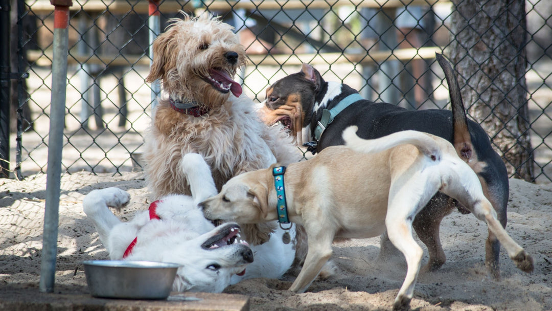 Dog Parks: A Go or A No?