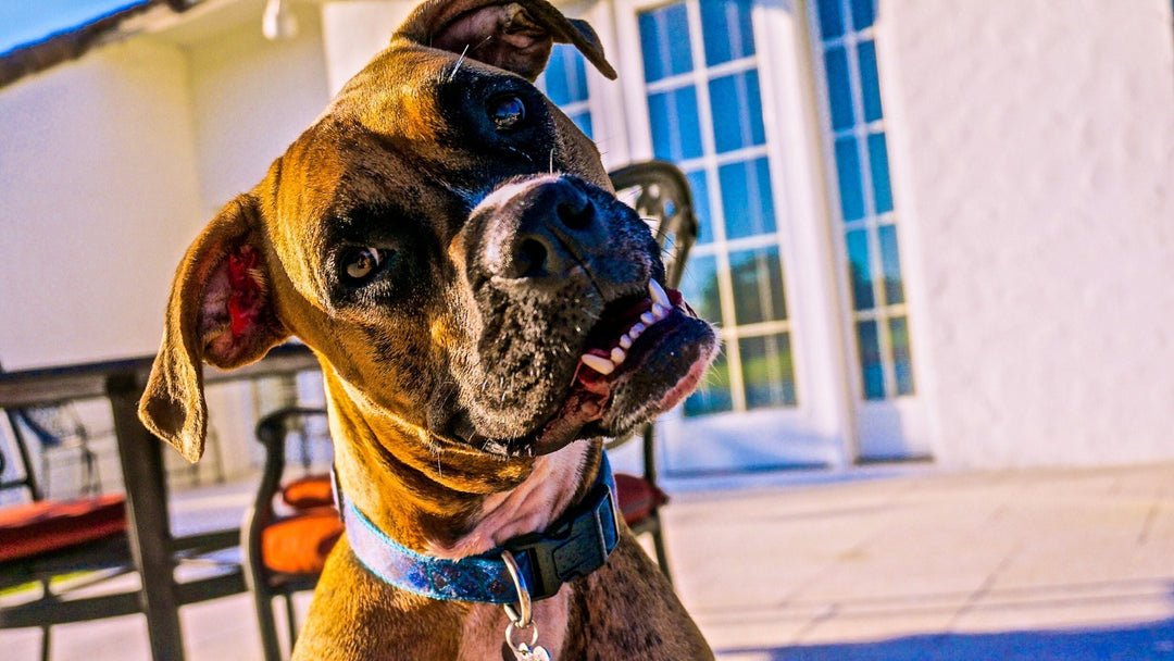 Add FUN to Your Scent Work Training...While Preparing for Trial