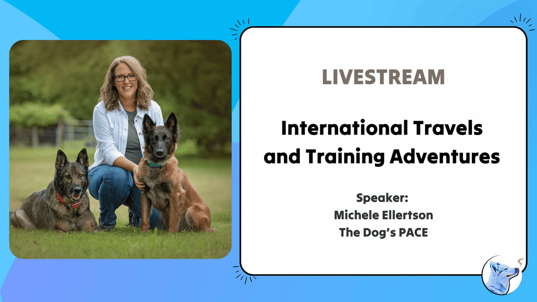 Let's Chat: International Travels and Training Adventures