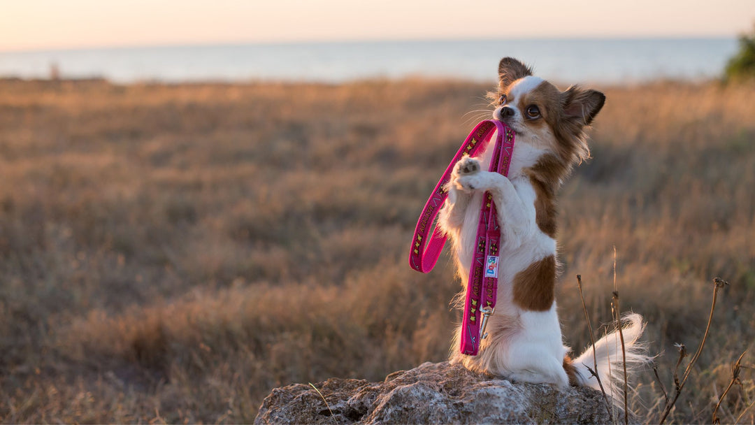 How Would You Rate Your Leash-Handling Skills?