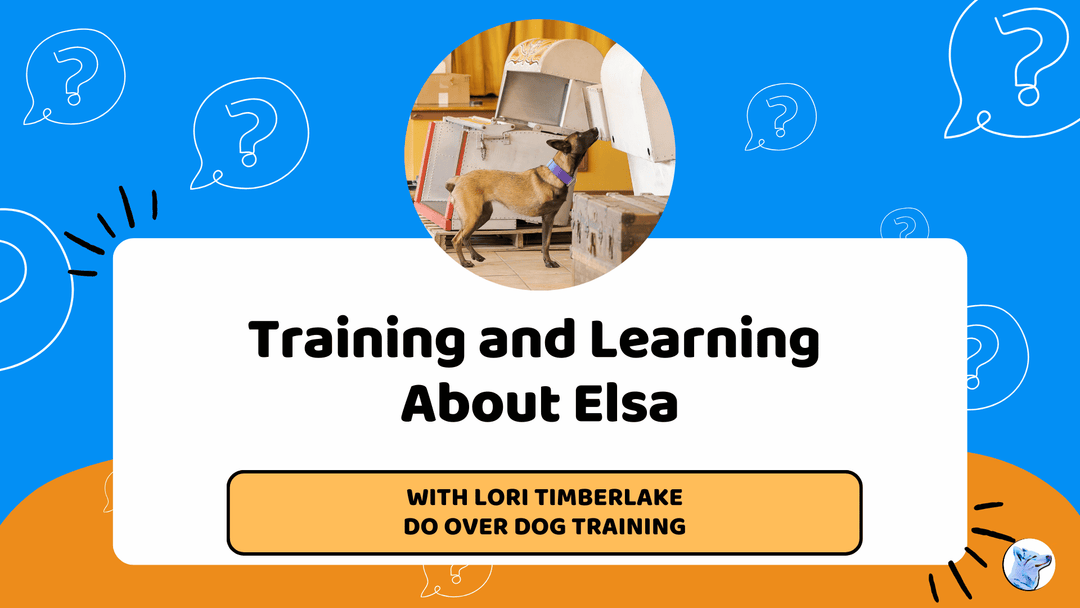 Let's Chat: Training and Learning About Elsa