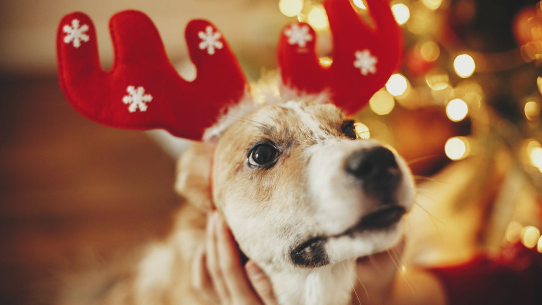 Holidays…Avoid Making Them Dreadful for Your Dog