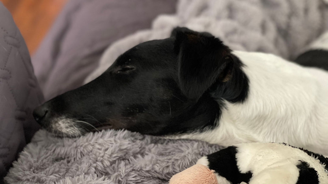 New Dog? What Do You Need to Do?