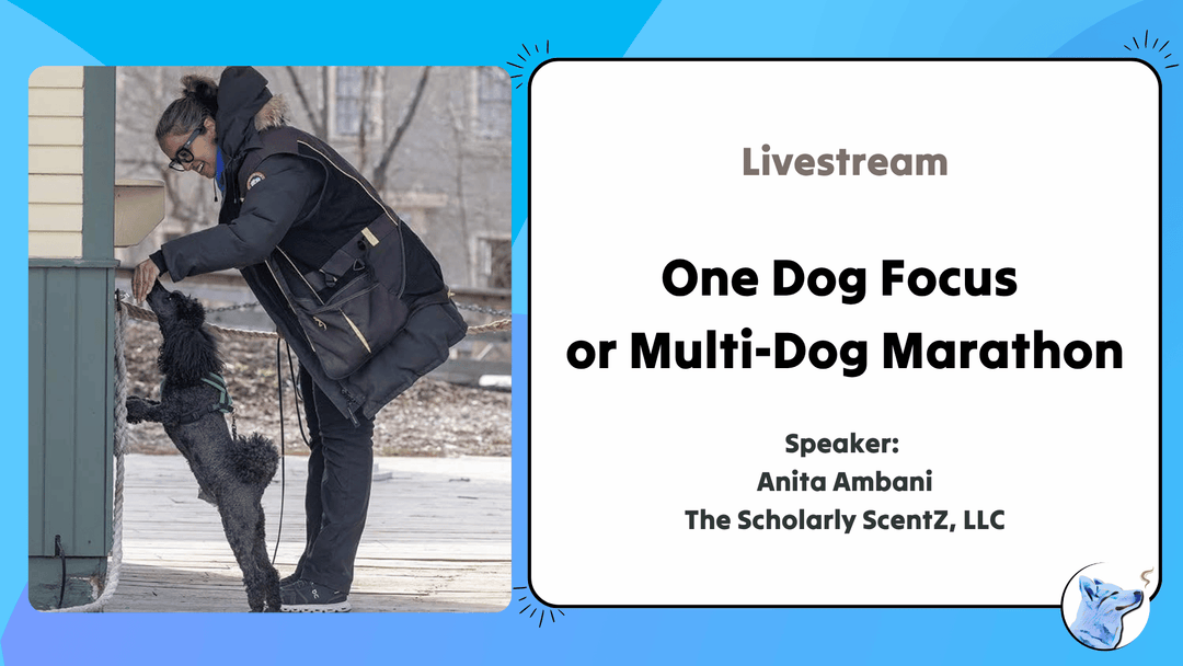 One Dog Focus or Multi-Dog Marathon?