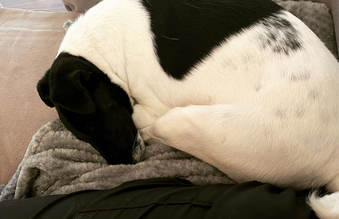 New Dog? What Do You Need to Do?