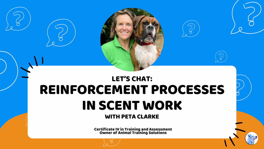 Let's Chat: Reinforcement Processes in Scent Work