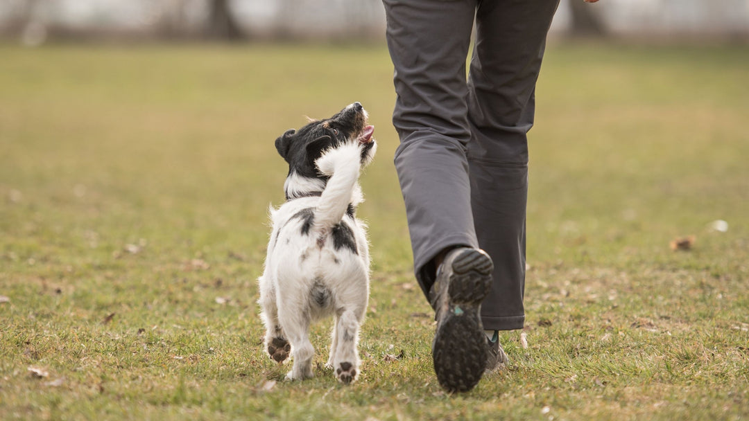 Professional Trainers: Tread Carefully