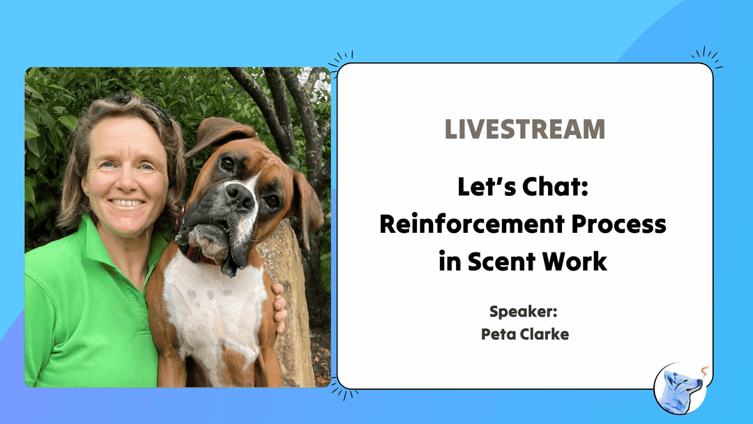 Let's Chat: Reinforcement Processes in Scent Work