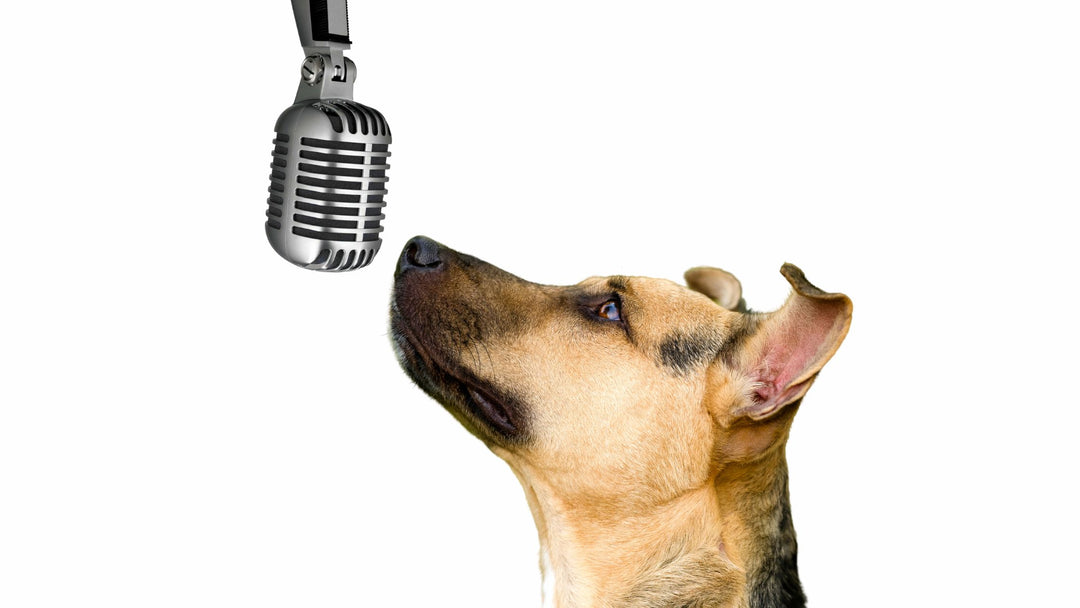 Ep. 46: Scent Work is For All Dogs Period