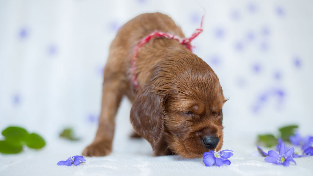 Starting Your Puppy: Odor or No?