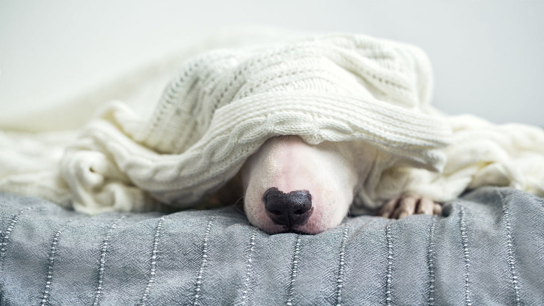 Are You Playing Too Many Dog Sports?