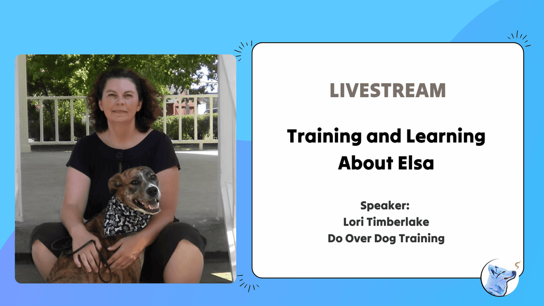 Let's Chat: Training and Learning About Elsa