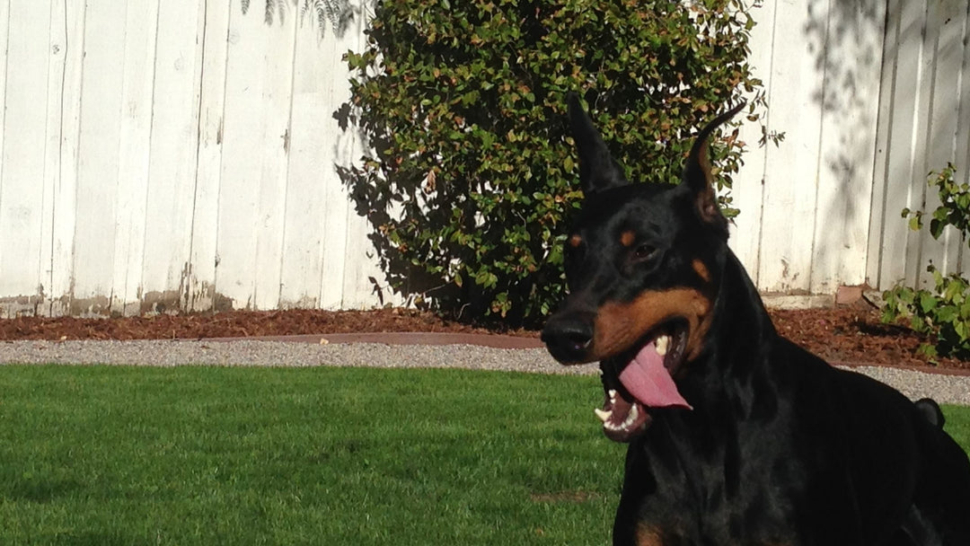 What Being Dog-less Has Taught Me