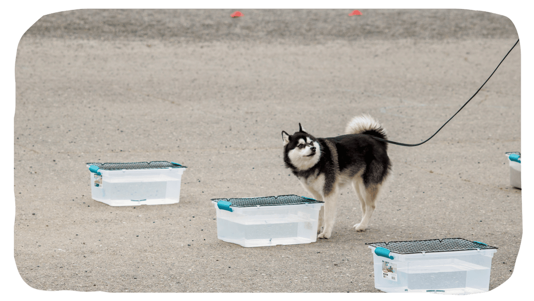 Beginner Competitors - AKC Scent Work