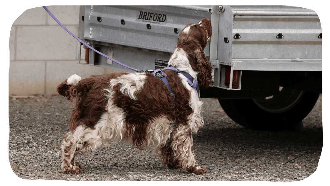 Advanced Trialing Skills