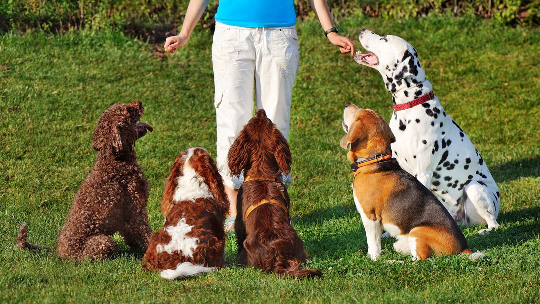 Skills for All Dogs - Online Webinars