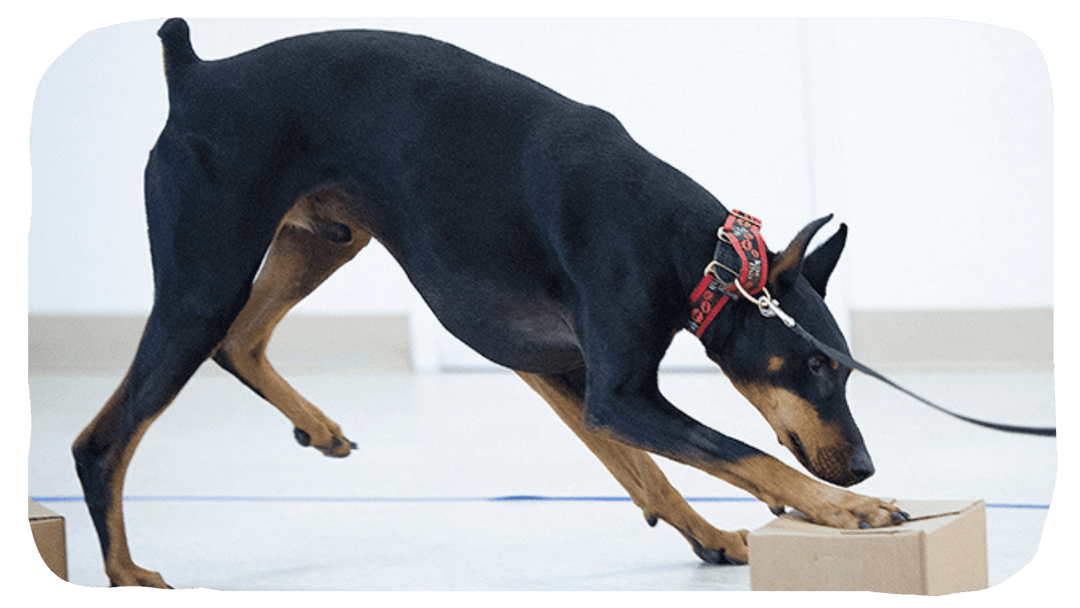 Common Issues - Webinars