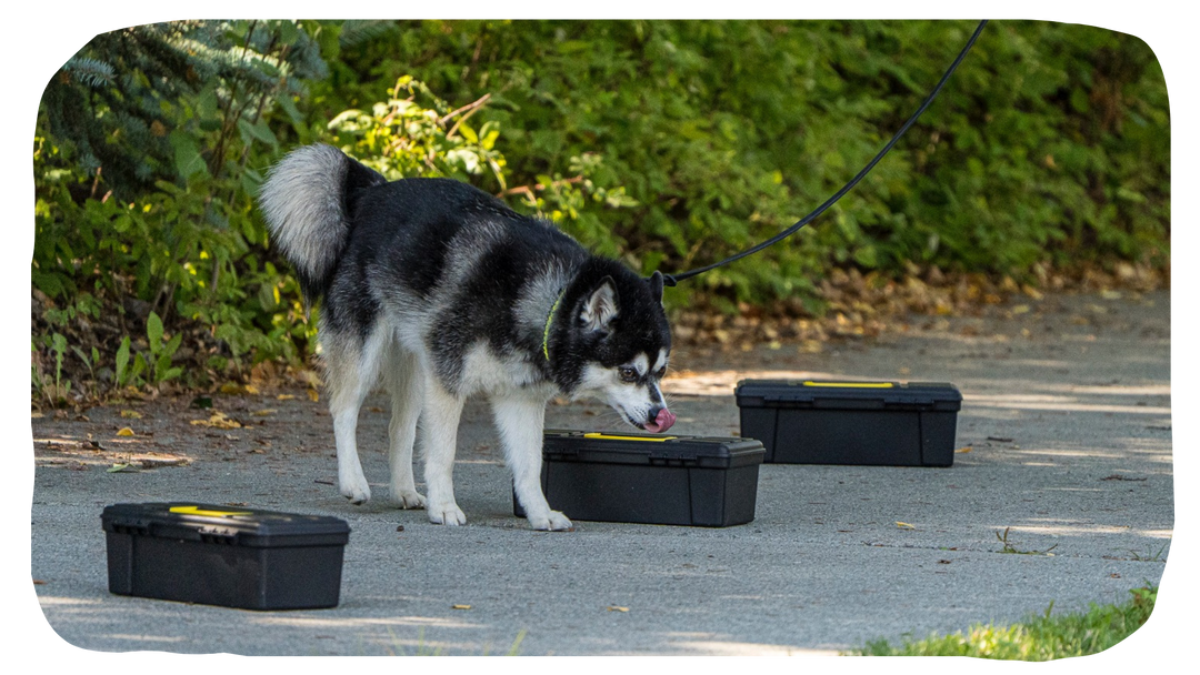 Common Issues - AKC Scent Work