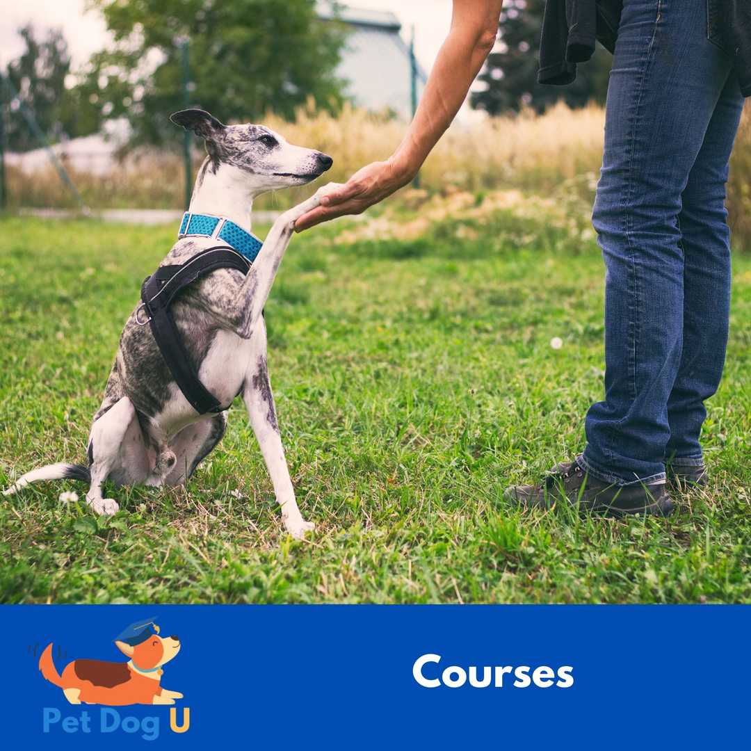 Family Dog University Courses
