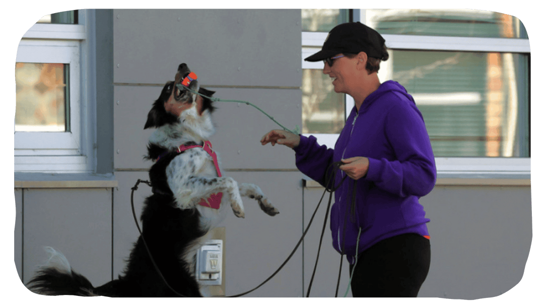 Handler Skills - Webinars
