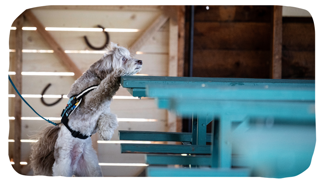 Instructors - AKC Scent Work