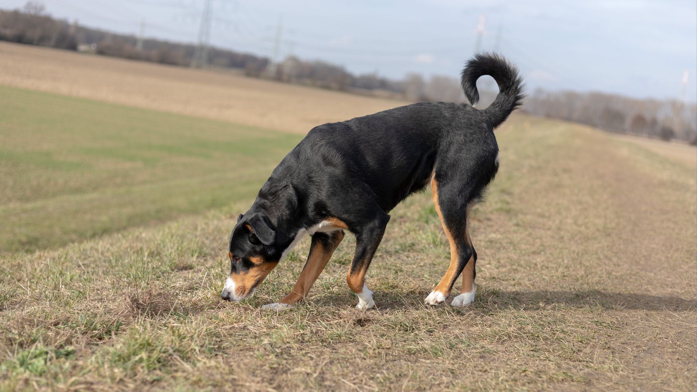 Intro to Odor Program – Scent Work University