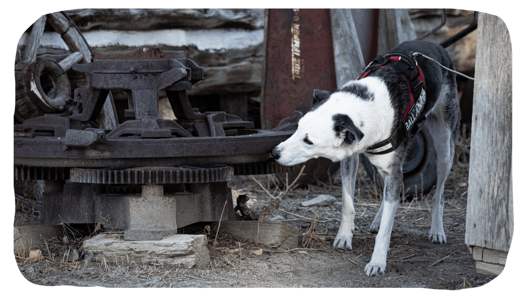Experienced Competitors - AKC Scent Work