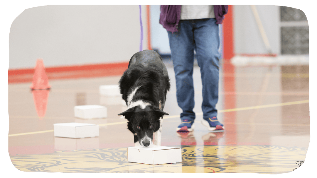 Search Element Skils - Webinars