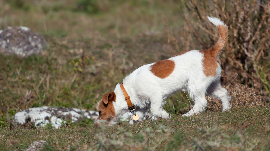 Online Scent Work Courses Scent Work University