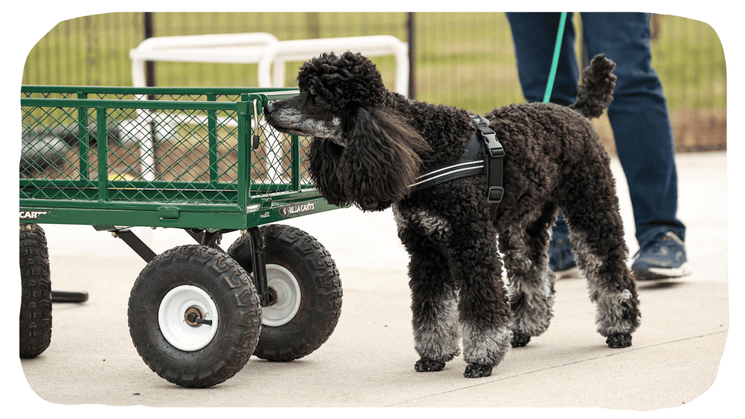 Student Session: Upcoming Courses