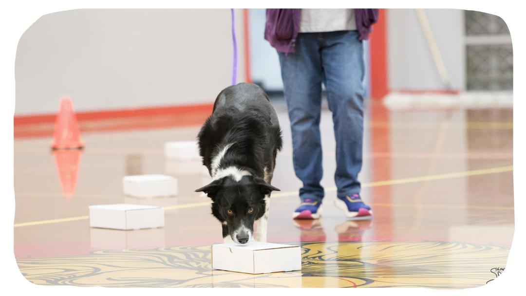 Trial Hosts - AKC Scent Work