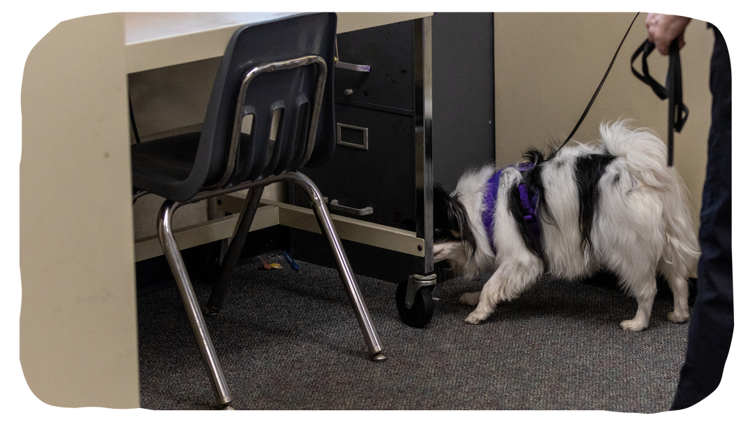 Trial Officials - AKC Scent Work