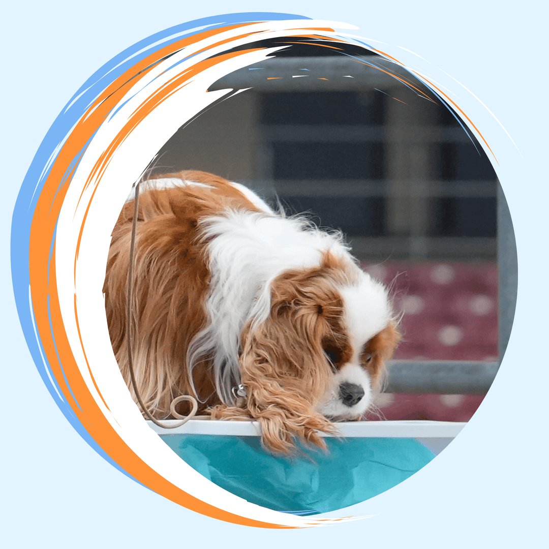 Instructors: How Best to Prep AKC Scent Work Clients Virtual Event