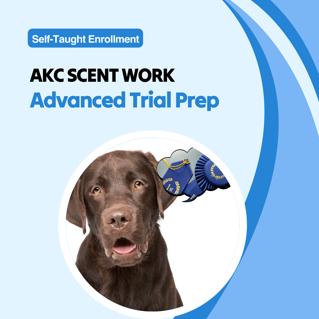 AKC Scent Work: Advanced Trial Prep Course