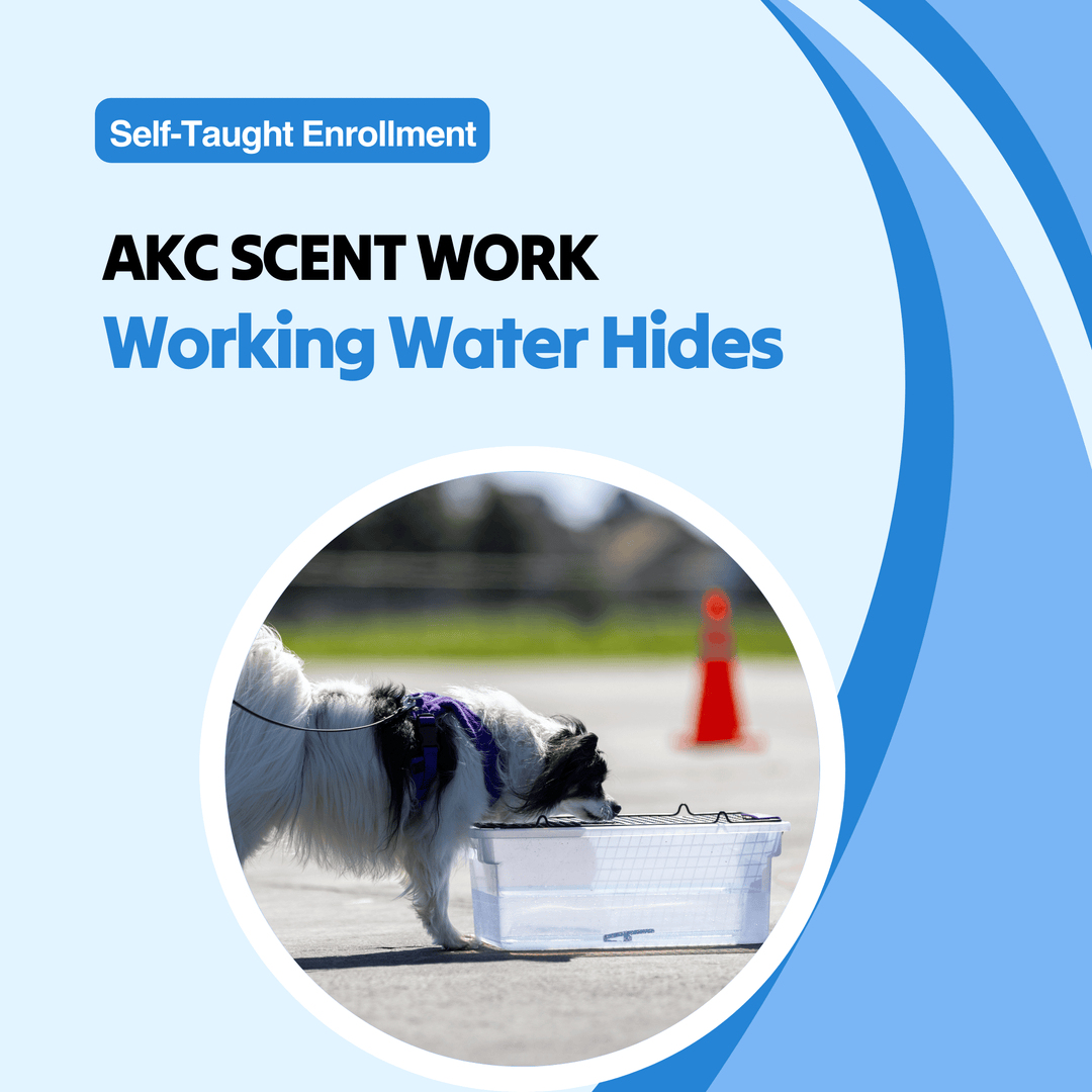 AKC Scent Work: Working Water Hides Course