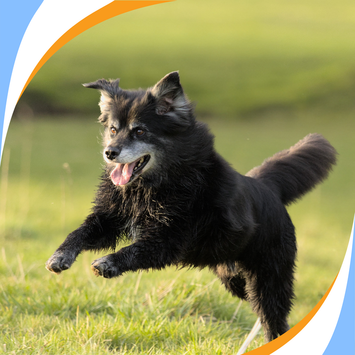 Best Practices for Trialing an Older Dog Webinar