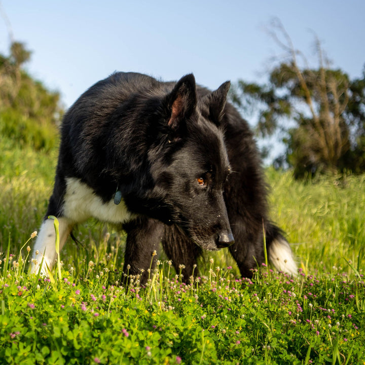 Breakdown Canine Body Behavior for Scent Work Seminar Module