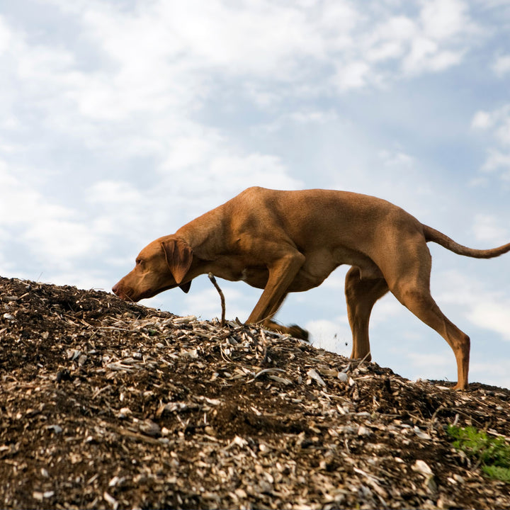 Building Endurance in Scent Work Course