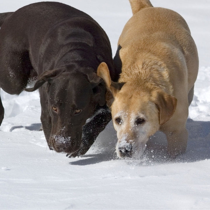 Building Speed in Scent Work Course