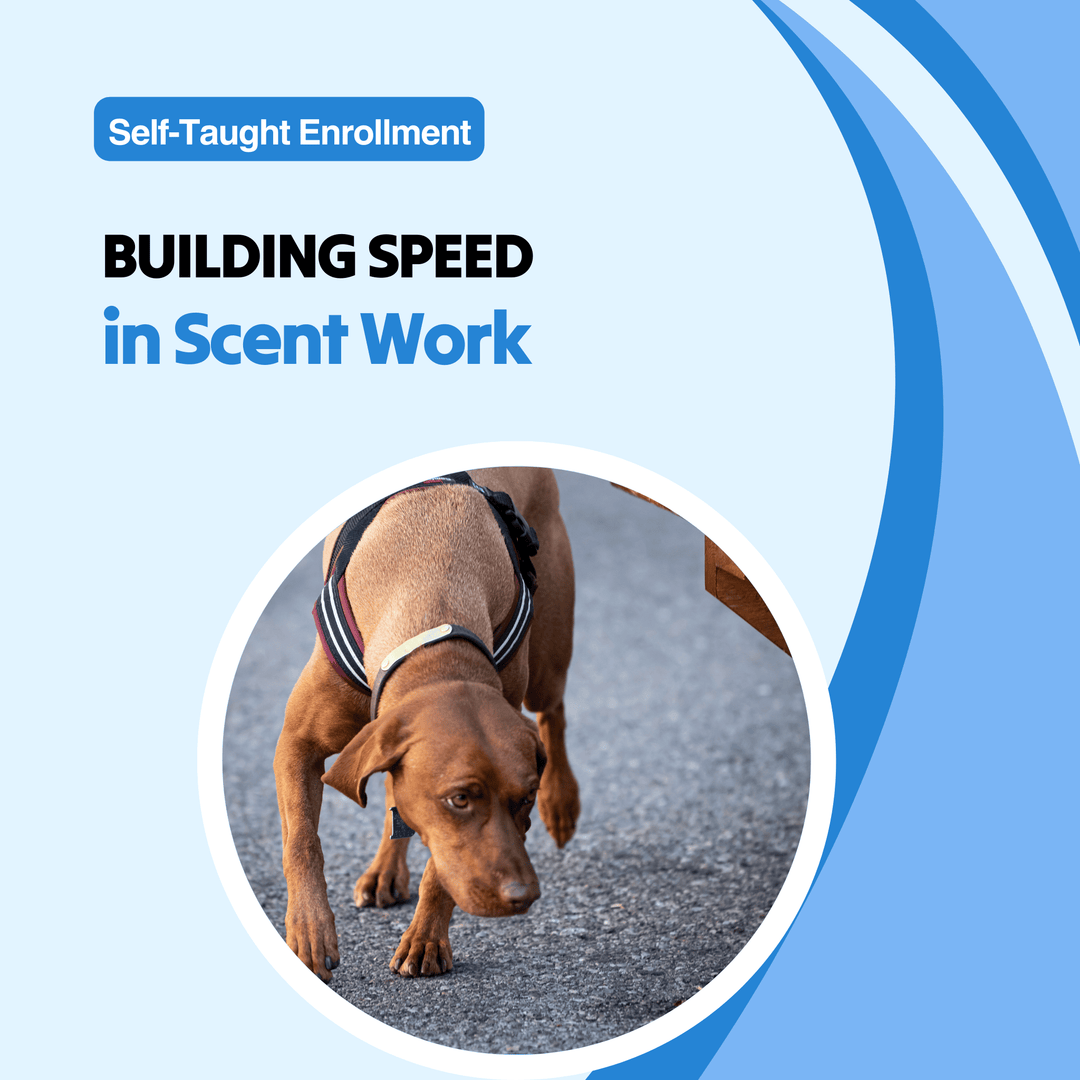 Building Speed in Scent Work Course