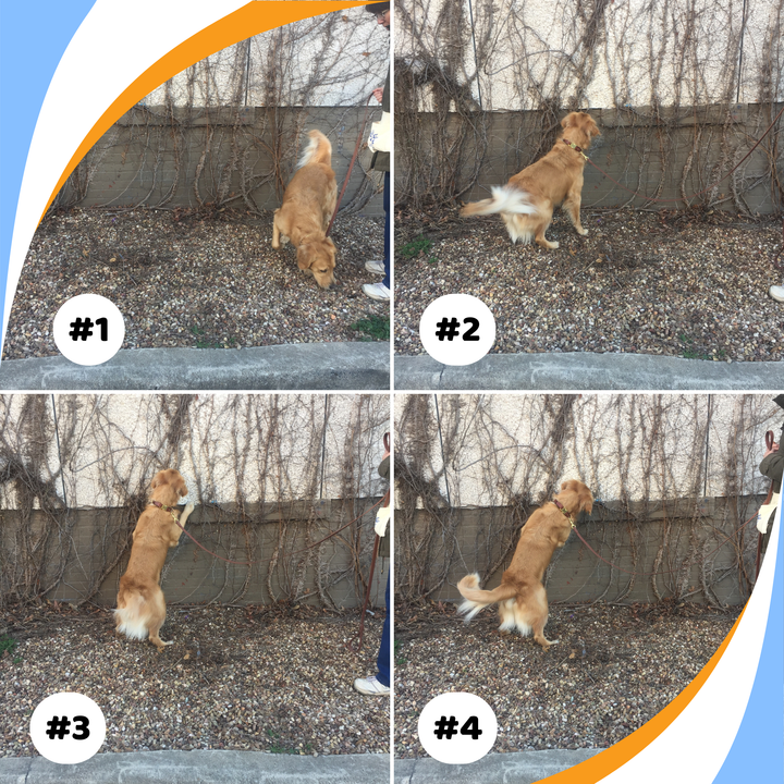 Who’s Watching Who? Understand the Dog’s Chain of Behaviors (COBs) Webinar