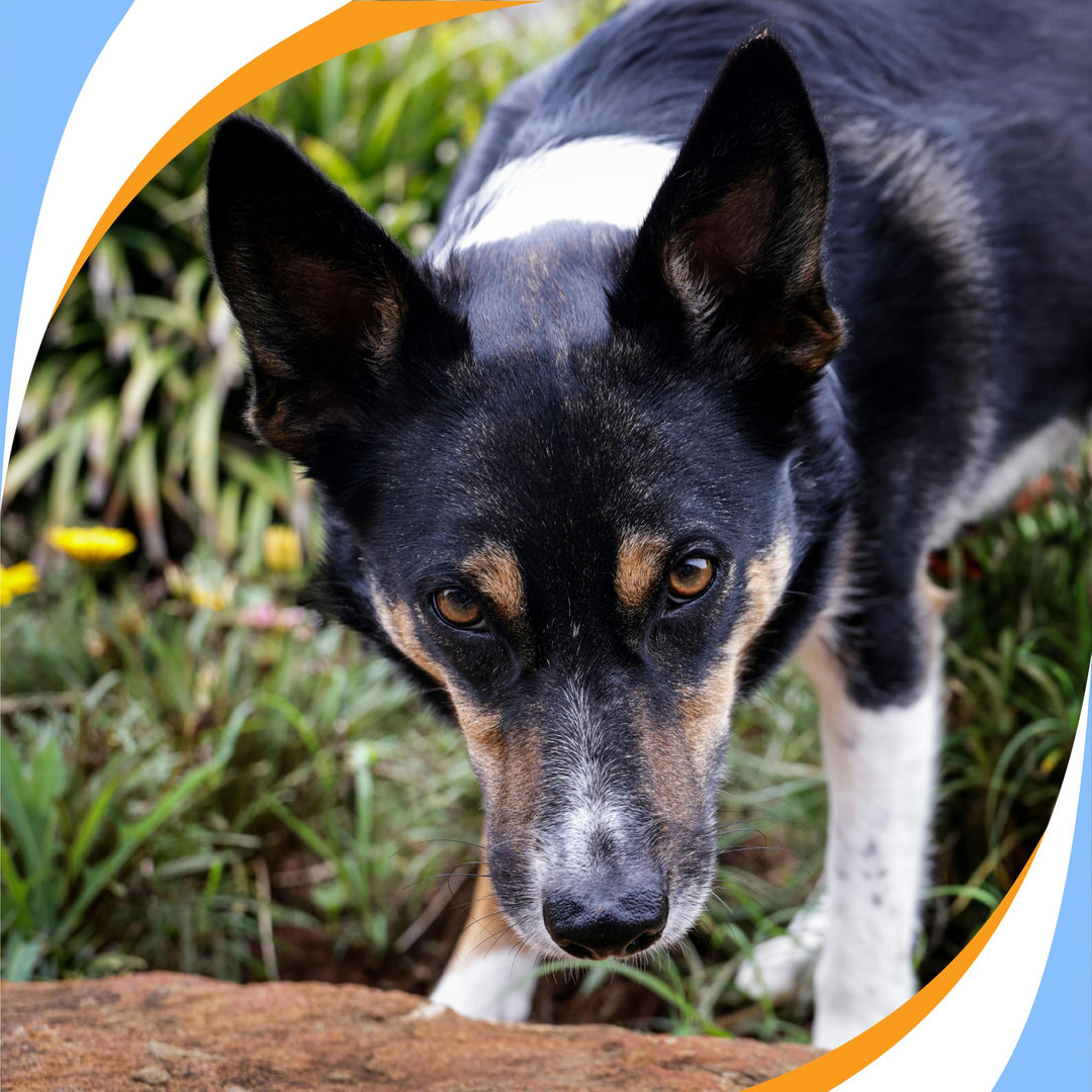 Getting Started with C-WAGS Scent Detection Webinar